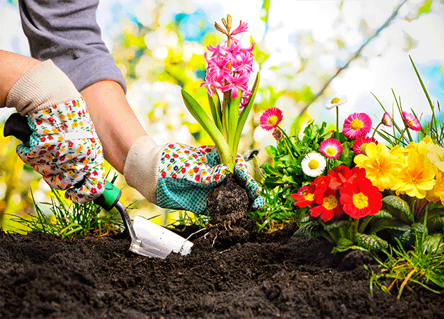Landscaped Flora